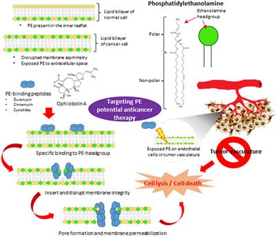 Targeting Membrane Lipid a Potential Cancer Cure?